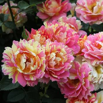 Роза шраб (парковая) ‘Rose des Cisterciens’